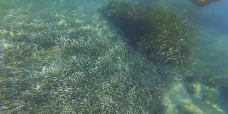 Public beach. Nude snorkeling / Underwater. Save the ocean and have fun! (Candy Caine, Freya Mayer, Sky Bri)